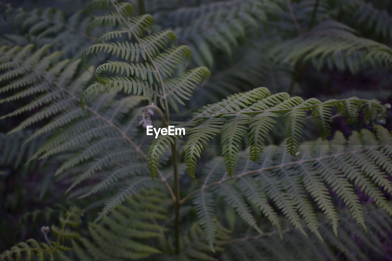 Close-up of fern leaves