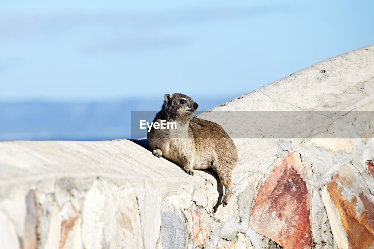 ELEPHANT LOOKING AWAY ON ROCK