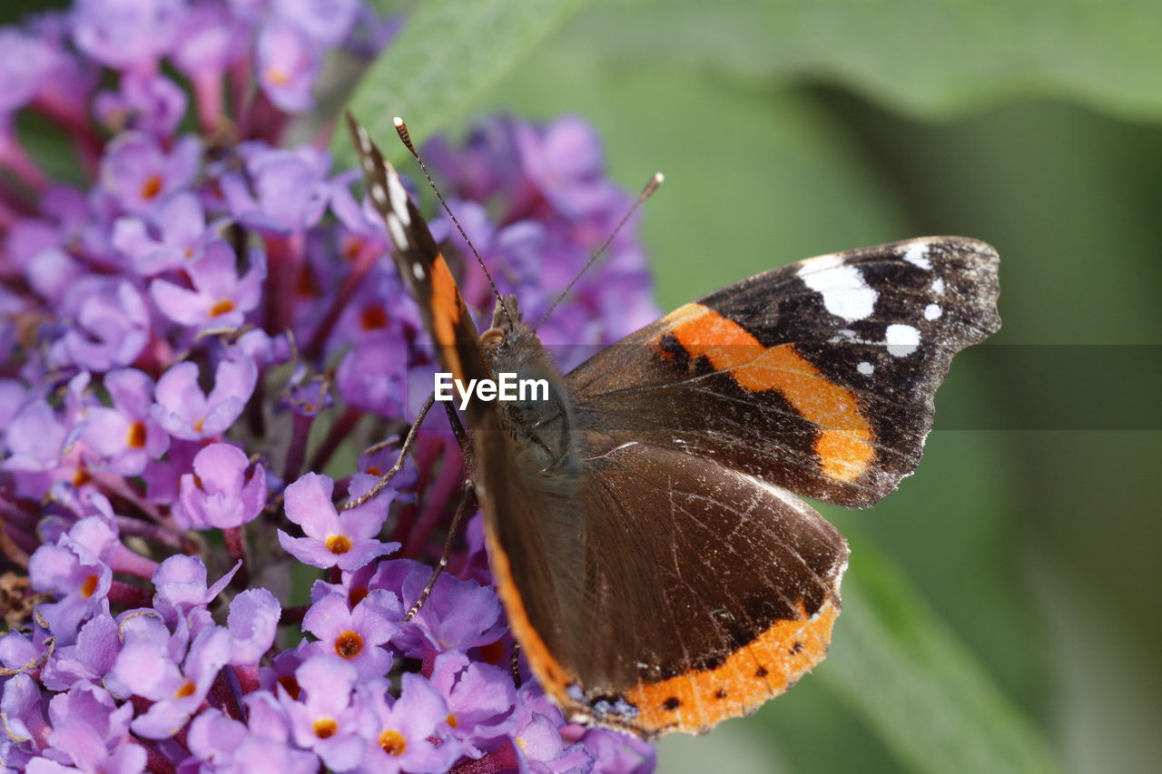 CLOSE-UP OF BUTTERFLY POLLINATING ON FRESH FLOWER