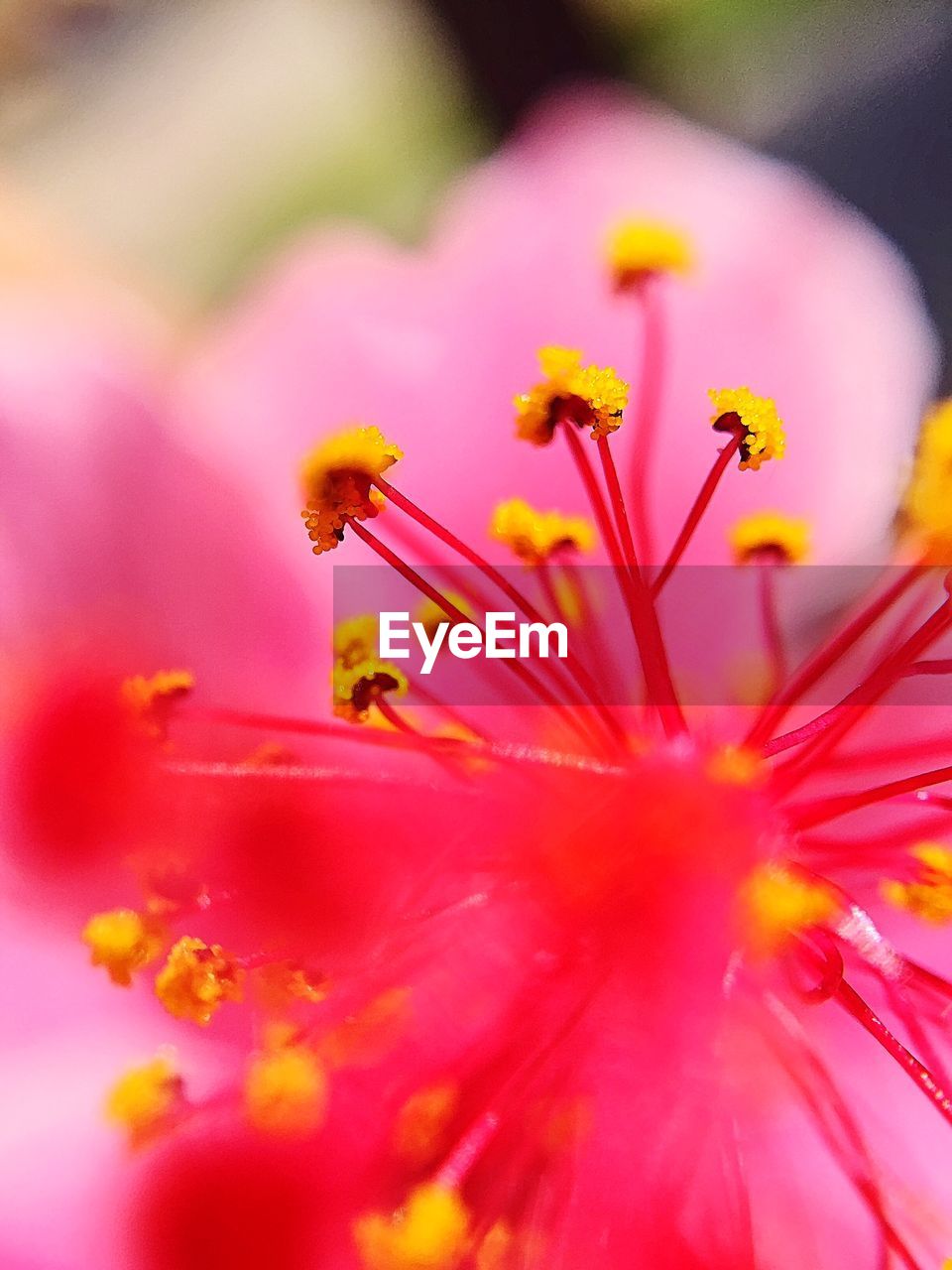 CLOSE-UP OF PINK FLOWER OUTDOORS