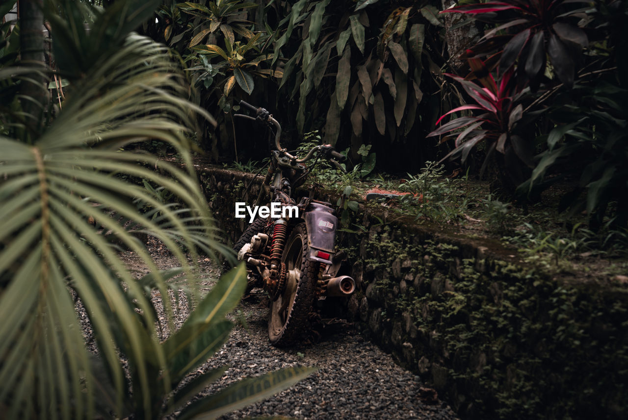 Old motorcycle in the middle of the jungle 