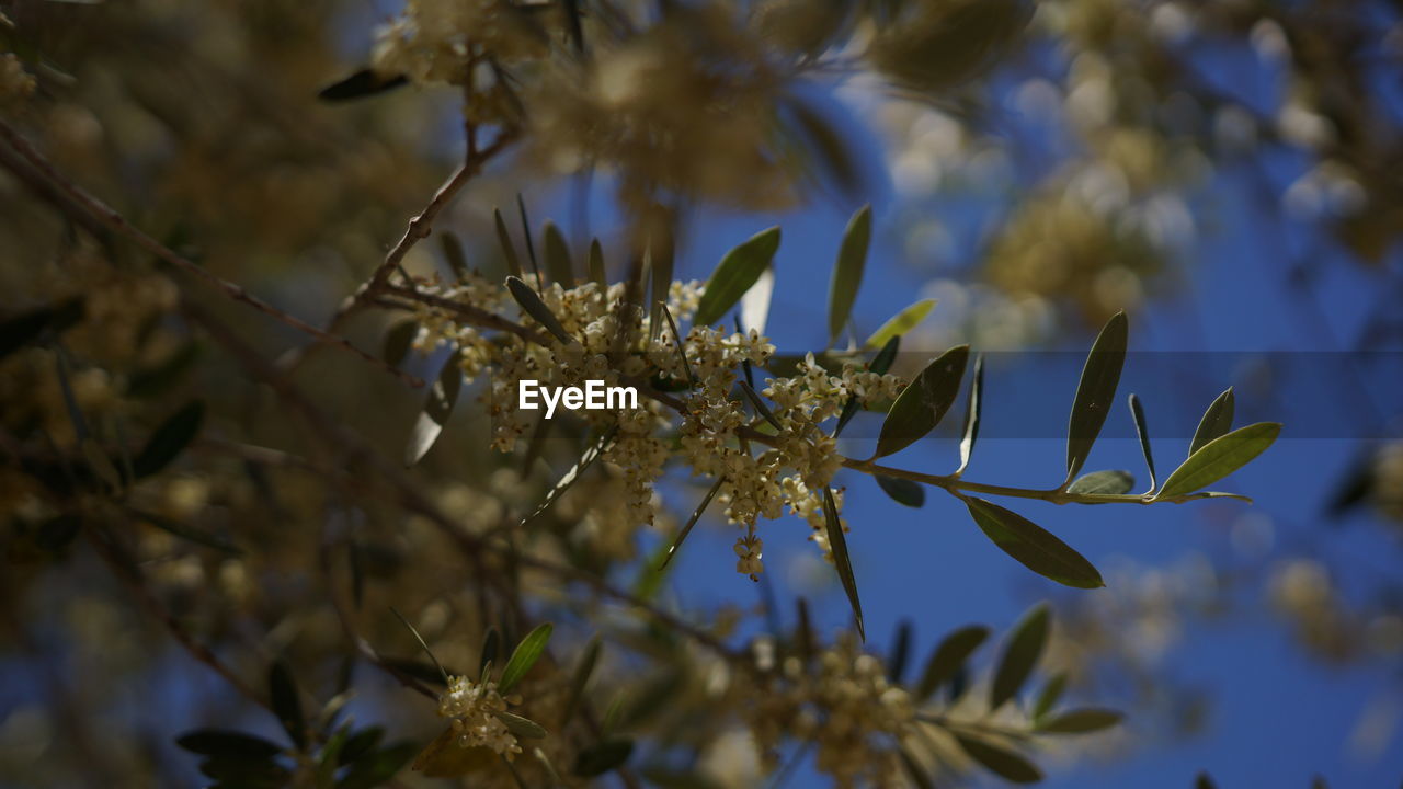 Low angle view of flowers on branch