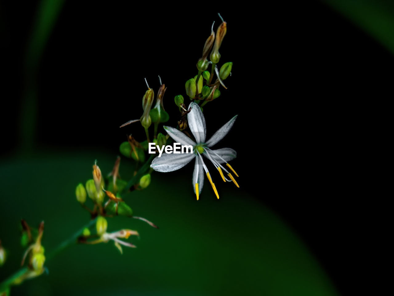 CLOSE-UP OF WHITE FLOWERING PLANTS