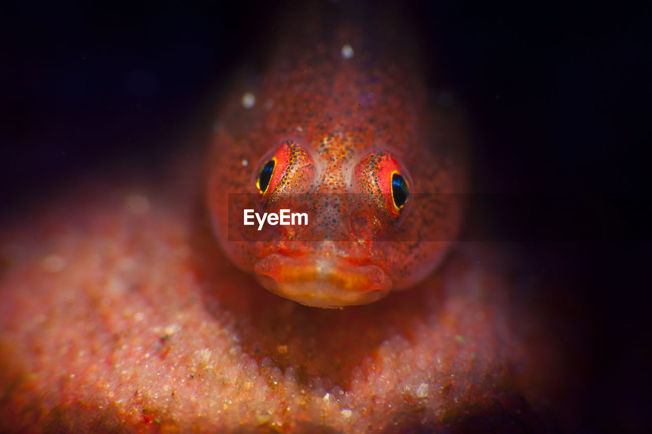 CLOSE-UP OF FISH SWIMMING UNDERWATER