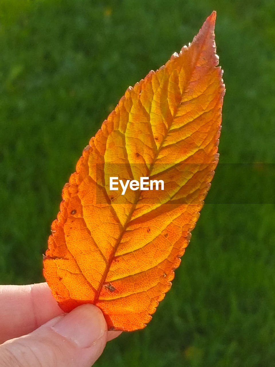 CLOSE-UP OF HAND HOLDING MAPLE LEAF ON LEAVES