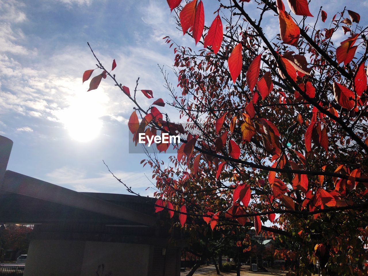 LOW ANGLE VIEW OF TREE DURING AUTUMN AGAINST SKY