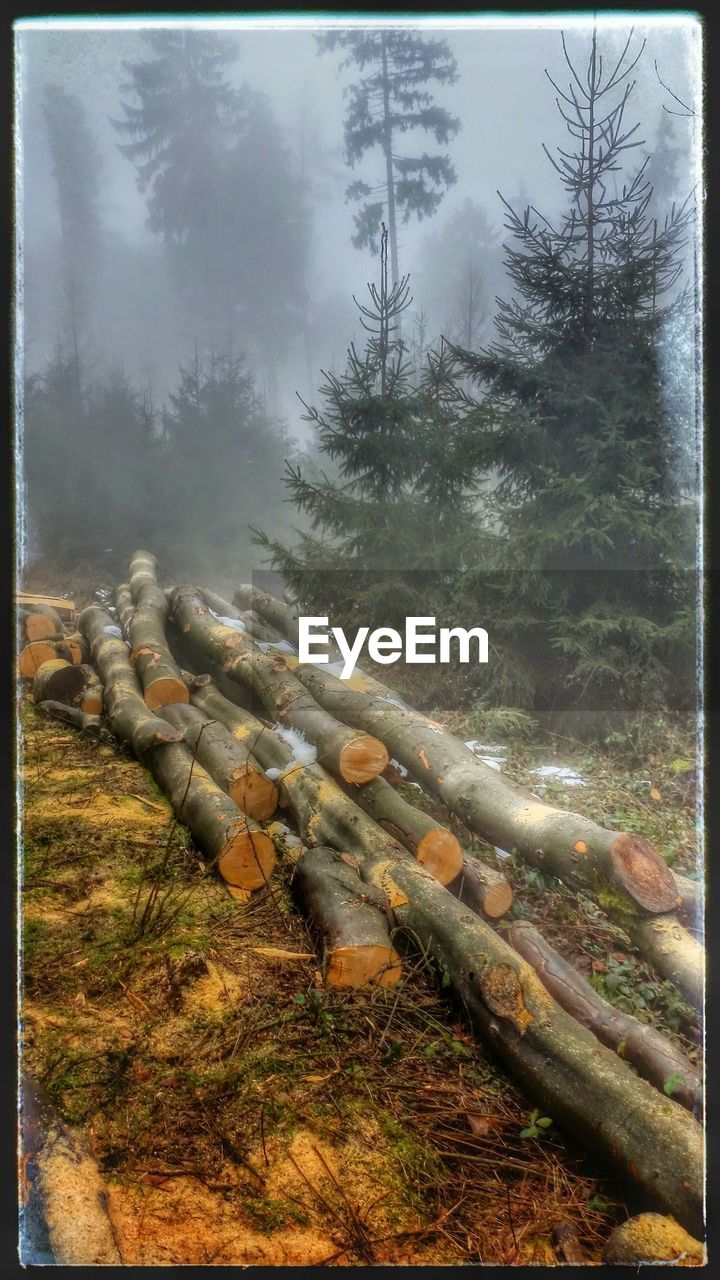 VIEW OF TREES IN THE DARK