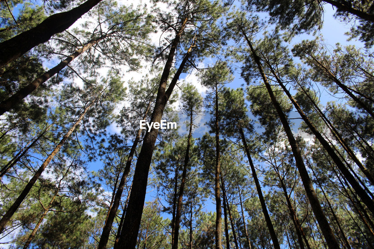 tree, plant, low angle view, growth, forest, beauty in nature, tranquility, tree trunk, trunk, land, sky, no people, sunlight, nature, branch, woodland, day, leaf, natural environment, tree canopy, scenics - nature, tranquil scene, directly below, outdoors, full frame, backgrounds, non-urban scene, autumn, grove, green, bamboo - plant