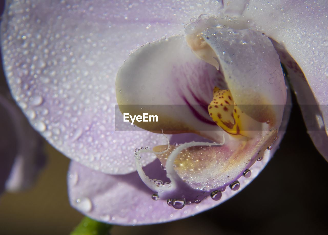 Close-up of wet purple flower