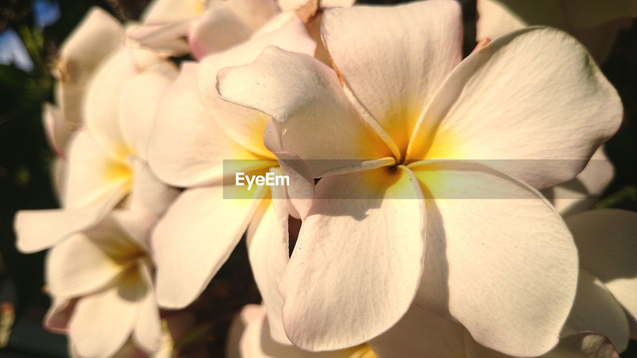 CLOSE-UP OF WHITE FLOWER