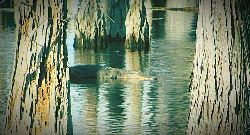 REFLECTION OF TREES IN WATER ON WATER