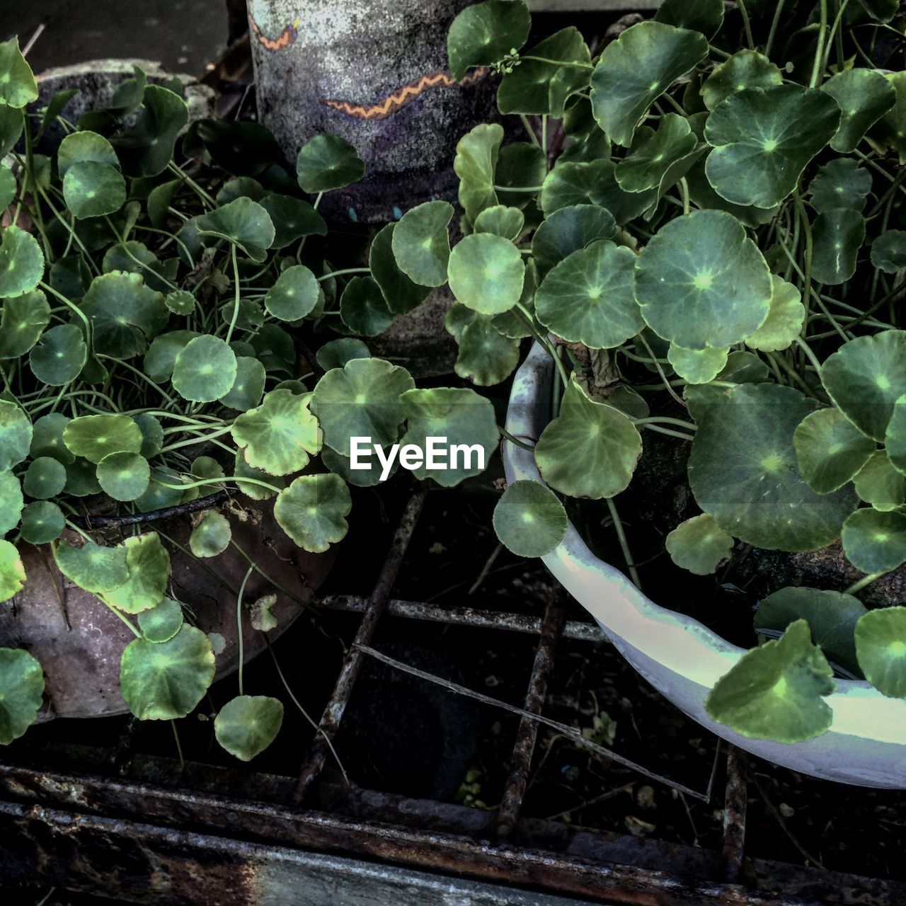 PLANTS GROWING ON A TREE