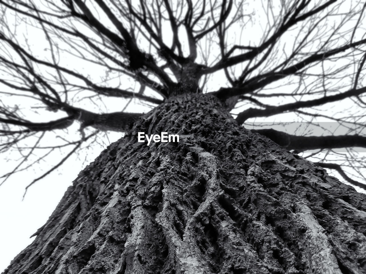 LOW ANGLE VIEW OF BARE TREE