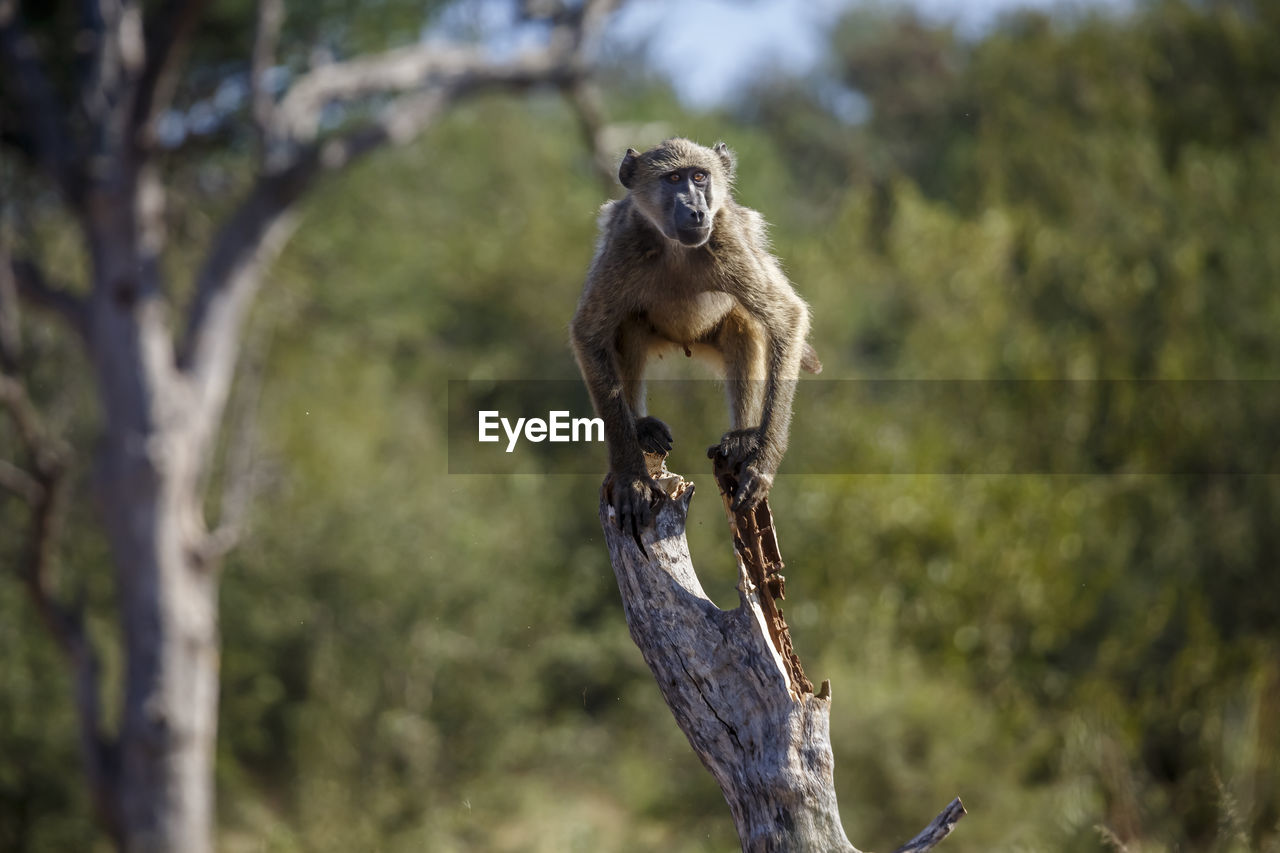 close-up of monkey on tree