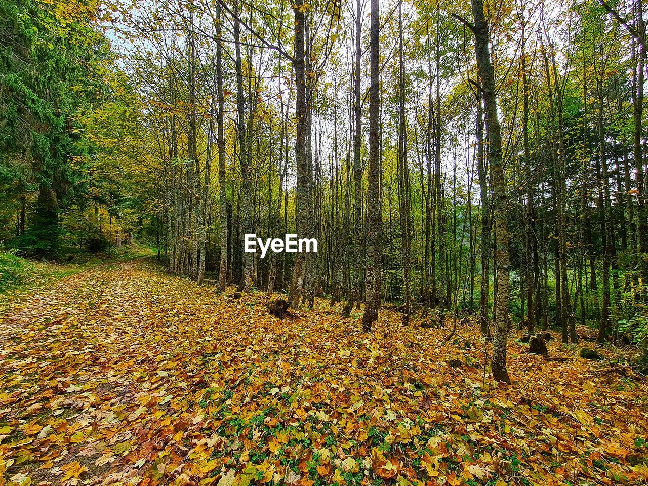 Plants and trees in forest during autumn