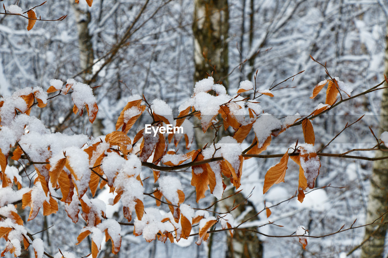 Close up view of a linden branch with autumn leaves in a winter landscape