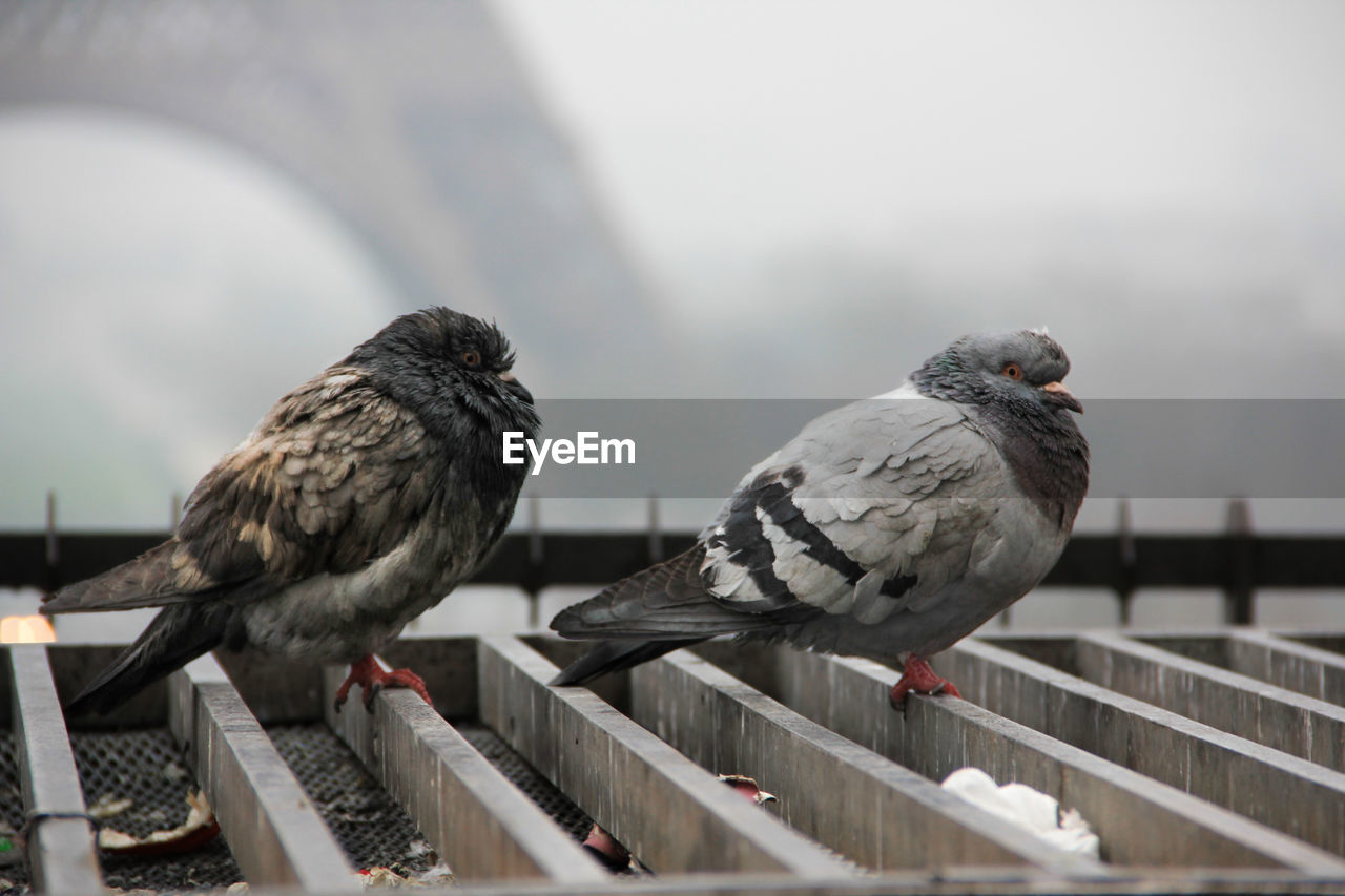 Pigeons perching on metal grate against eiffel tower