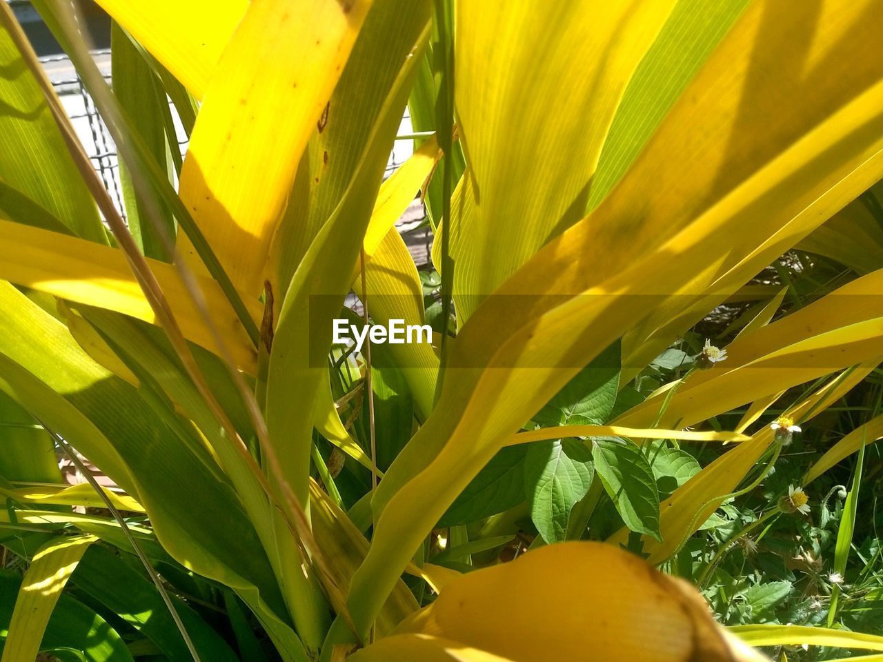 CLOSE-UP OF YELLOW PLANTS