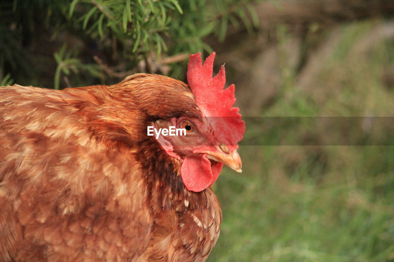 CLOSE-UP OF ROOSTER AGAINST RED BACKGROUND