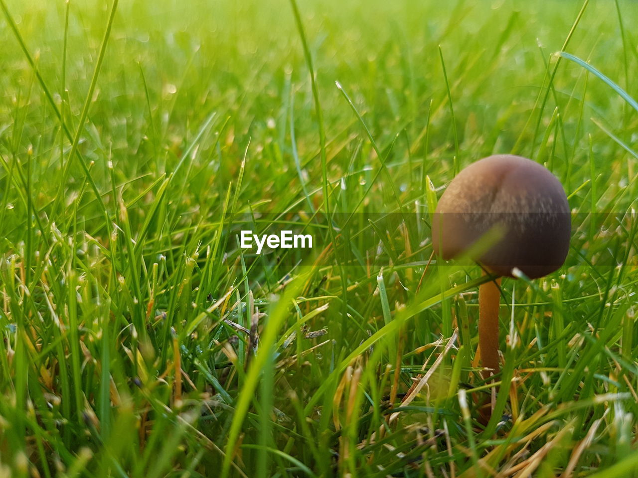 CLOSE-UP OF MUSHROOMS ON FIELD