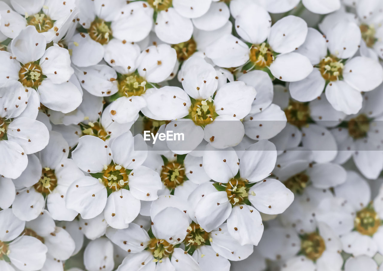 plant, flower, blossom, branch, flowering plant, white, freshness, beauty in nature, close-up, fragility, petal, growth, nature, springtime, no people, macro photography, flower head, backgrounds, inflorescence, full frame, produce, spring, outdoors, tree, botany, day, prunus spinosa, focus on foreground, pollen