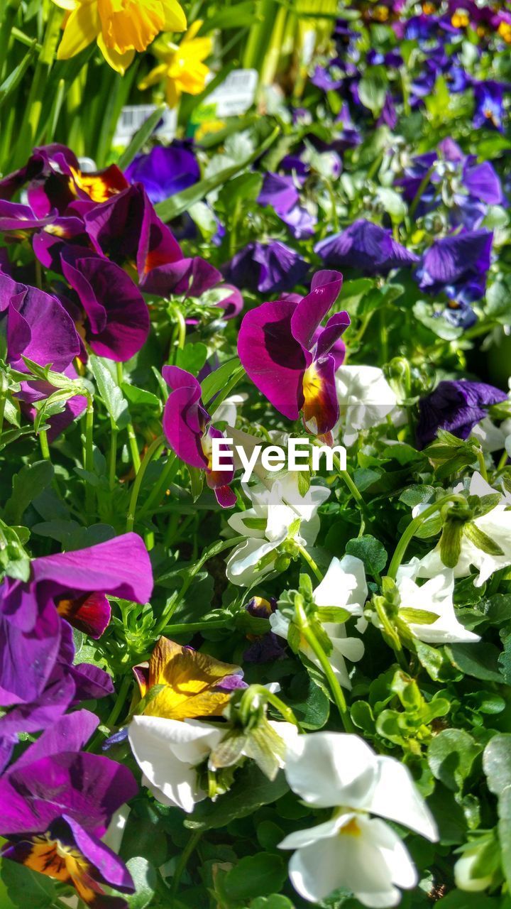 Full frame shot of purple flowers