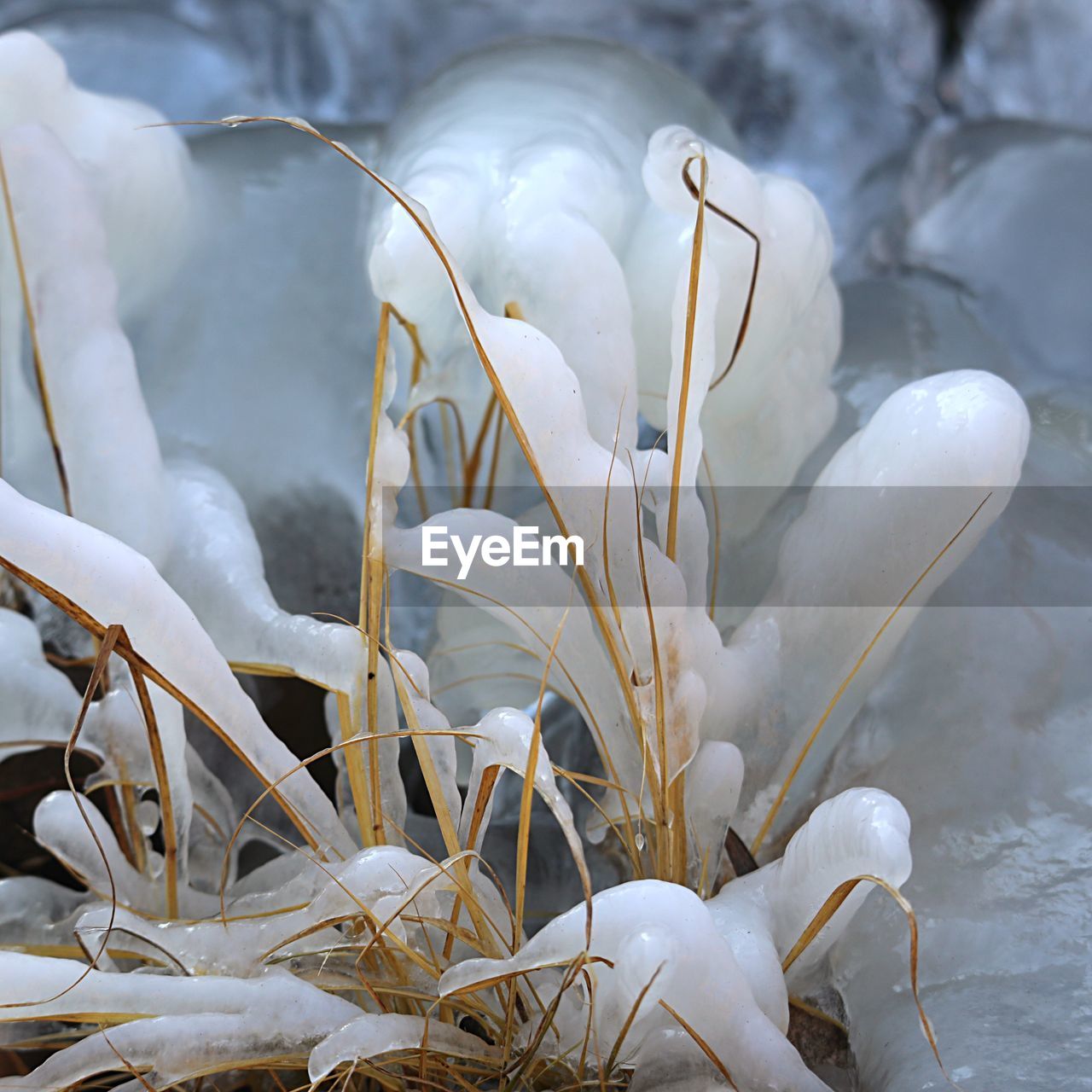 Close-up of frozen plants during winter