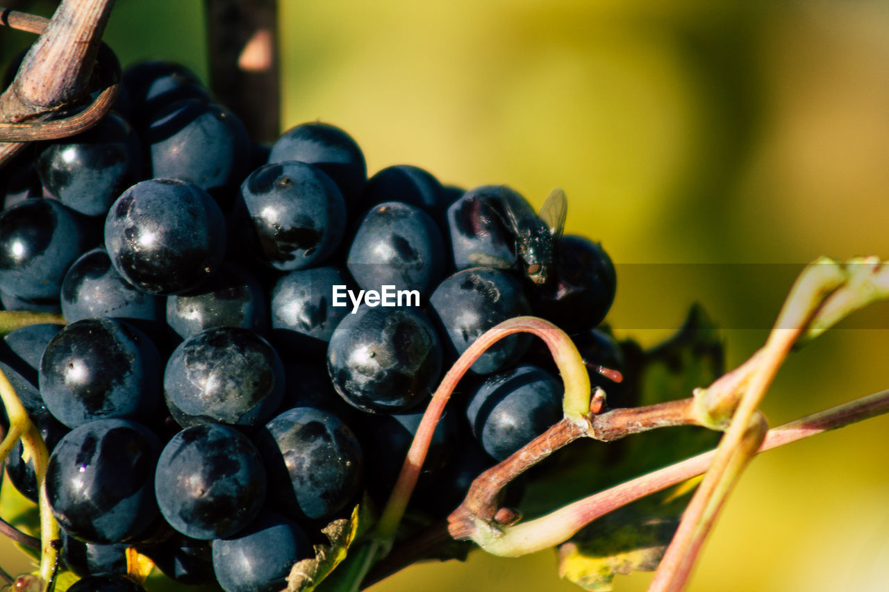 CLOSE-UP OF GRAPES GROWING OUTDOORS