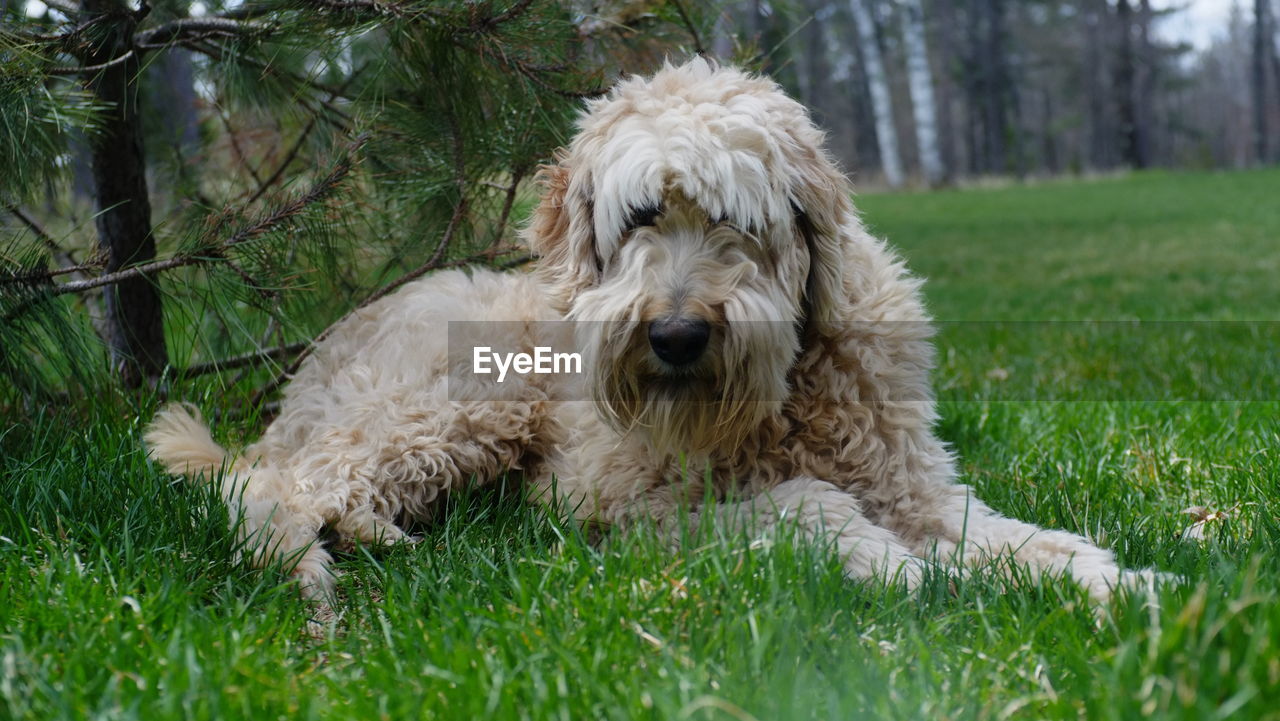 DOG LYING ON GRASS