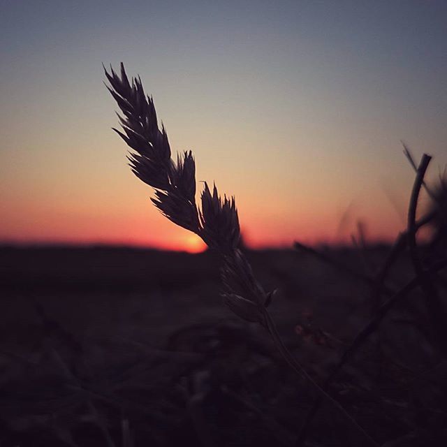 SUNSET OVER PLANTS