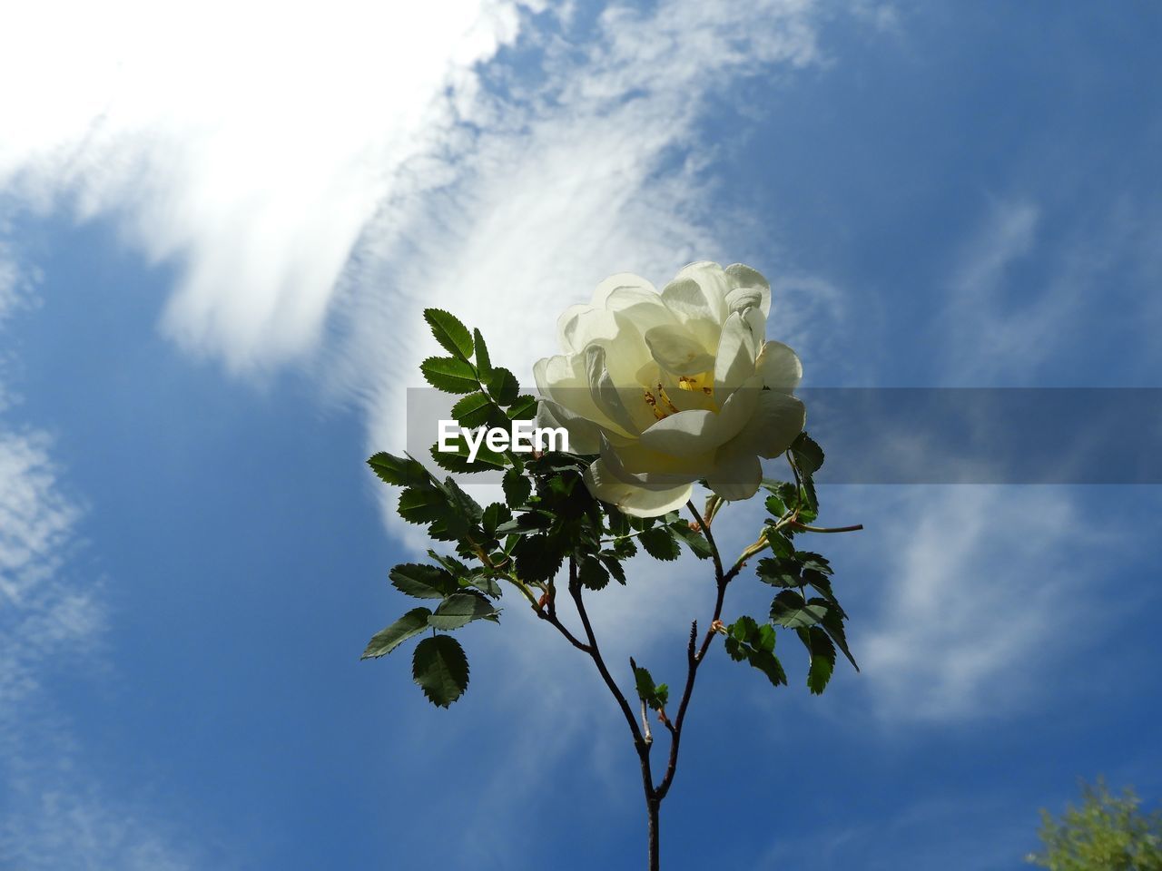 CLOSE-UP OF WHITE FLOWERING PLANT AGAINST SKY