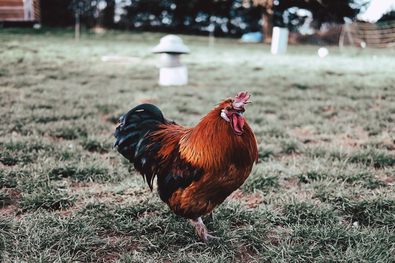 Close-up of rooster