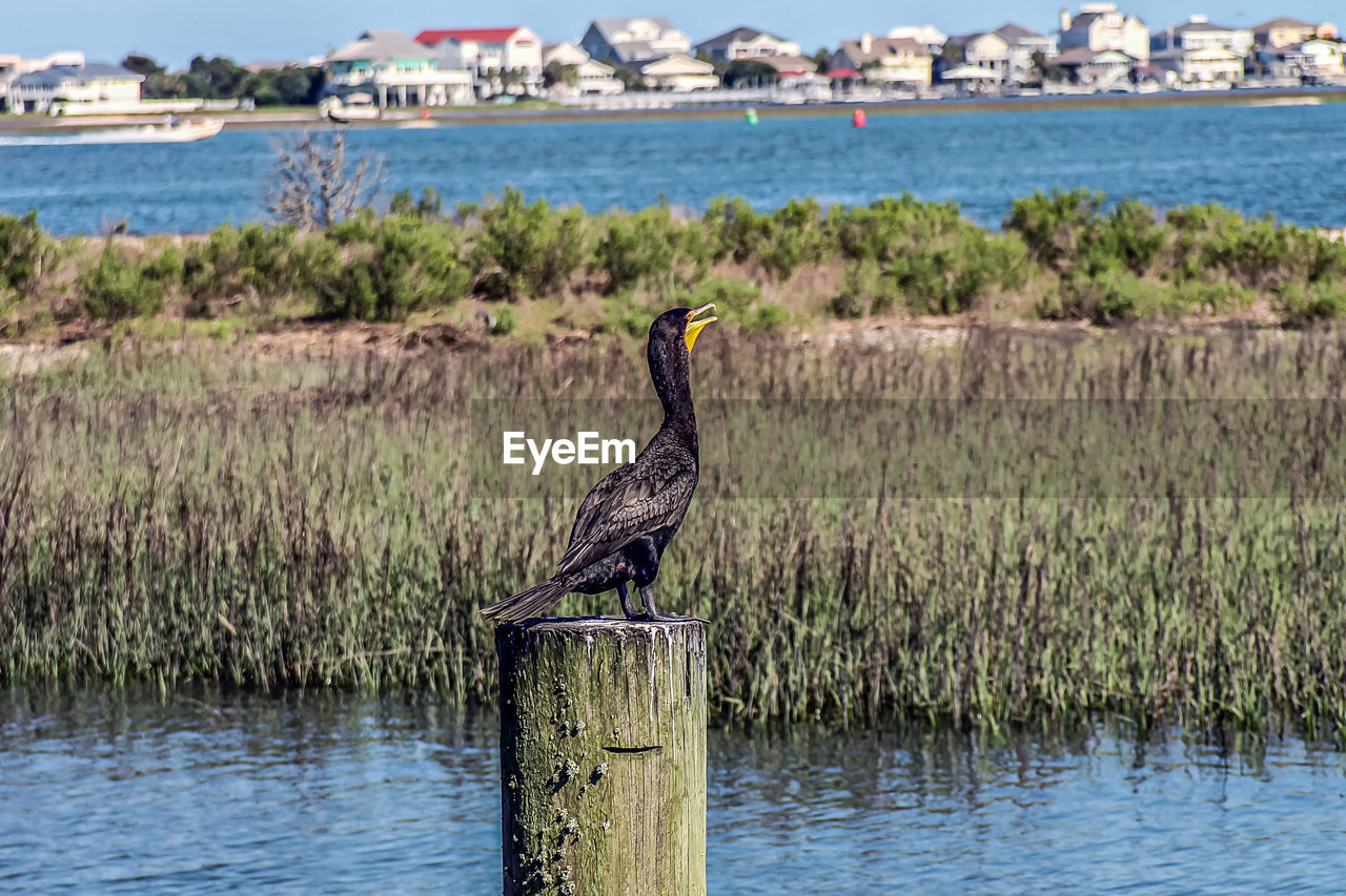 BIRD PERCHING ON WOODEN POST AGAINST RIVER