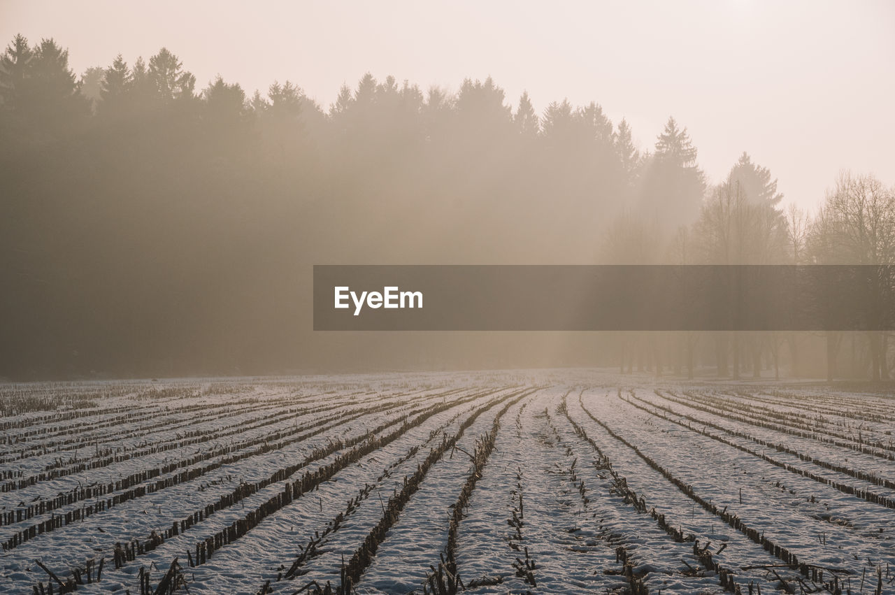 Scenic view of foggy field landscape against sky