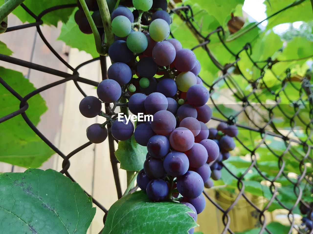 CLOSE-UP OF GRAPES GROWING ON TREE