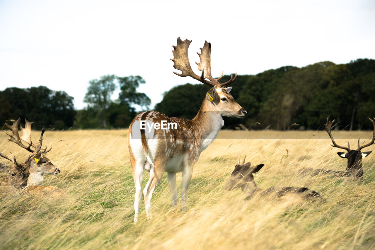 Deer in phoenix park