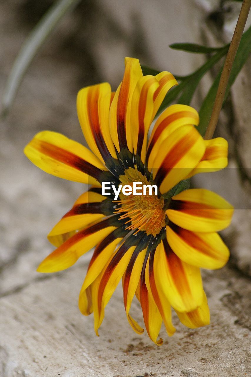 Close-up of orange flower