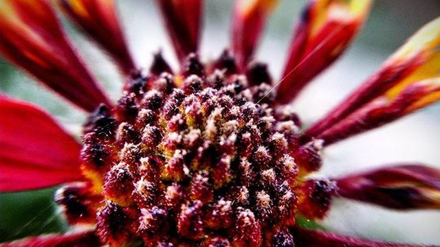 MACRO SHOT OF INSECT POLLINATING FLOWER