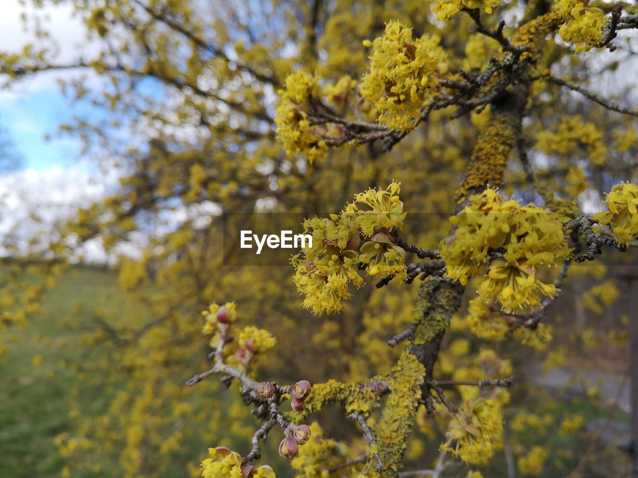 Close-up of yellow cherry blossom tree