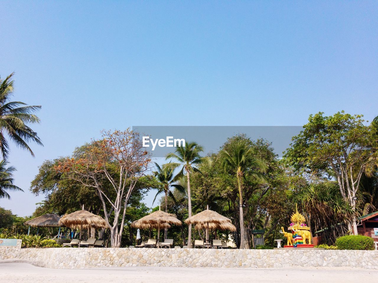 Palm trees on beach against clear blue sky