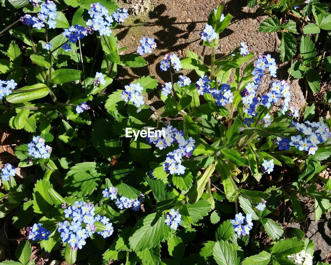 Close-up of purple flowers blooming in garden