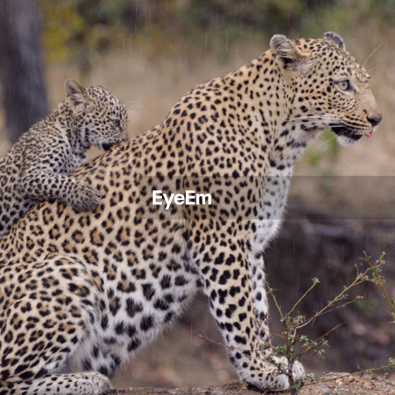 Close-up of leopard with cub in forest