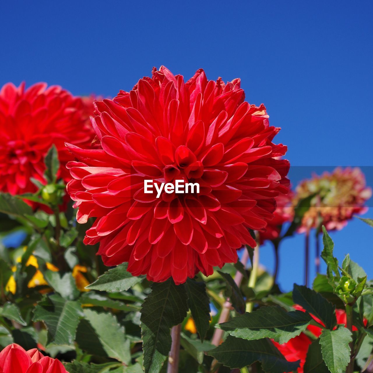 CLOSE-UP OF RED DAHLIA FLOWERS