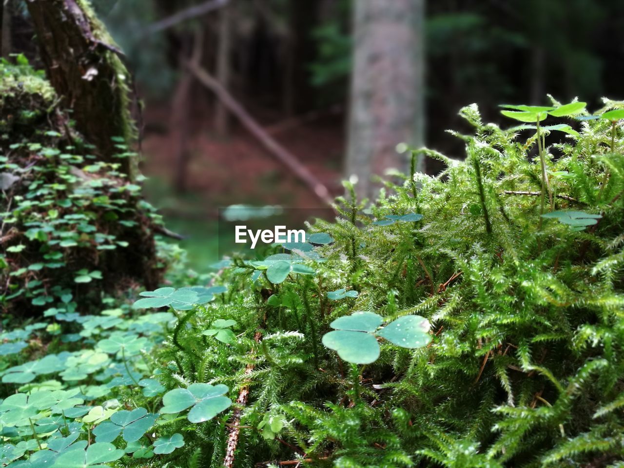 CLOSE-UP OF PLANT GROWING ON LAND