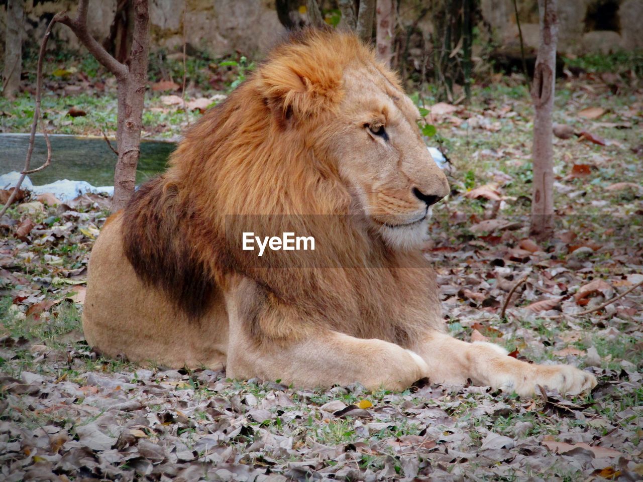 LION RELAXING ON FIELD