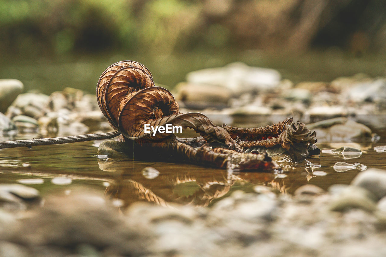 Dead plant on water
