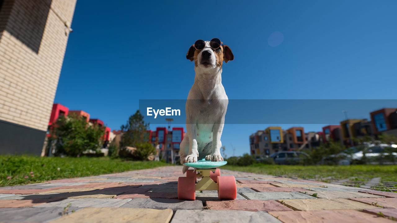 portrait of dog sitting on road