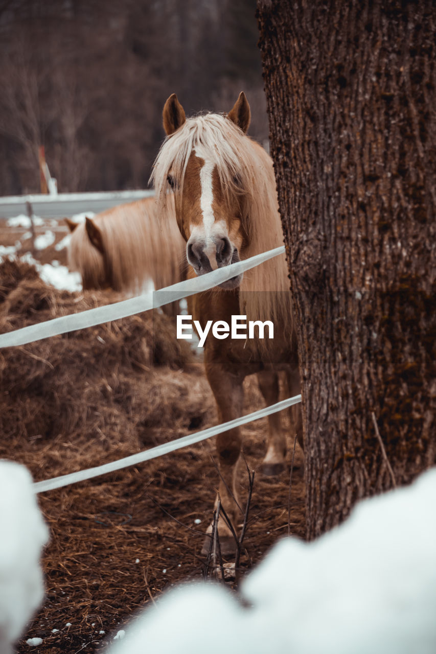 Horse standing on snow covered field