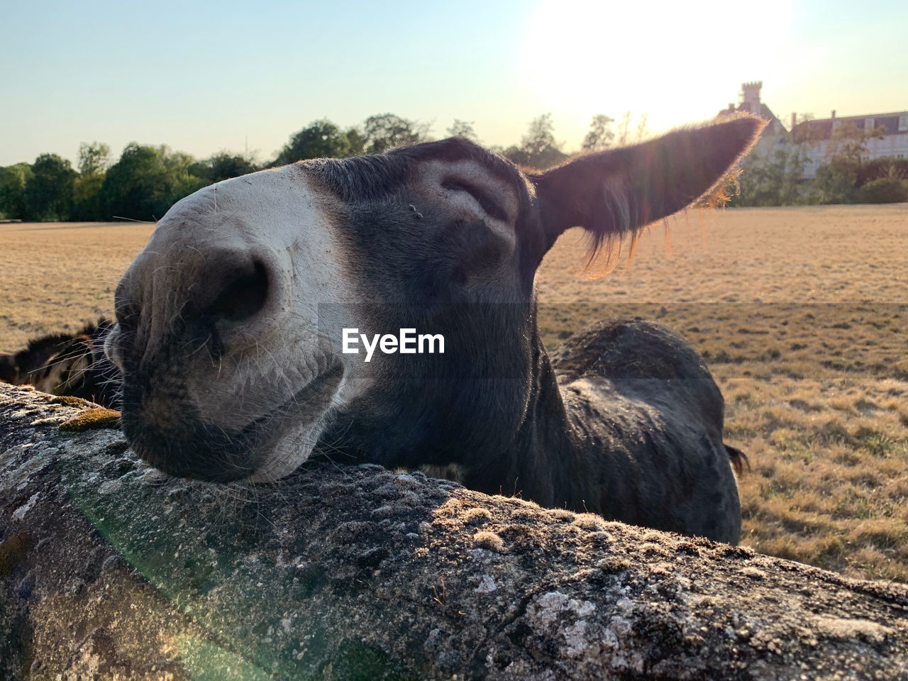 CLOSE-UP OF A HORSE IN THE FIELD