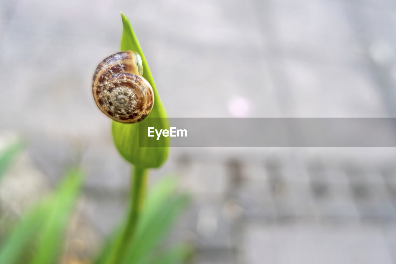 CLOSE-UP OF SNAIL ON GREEN LEAF